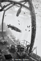 Barracuda on a Shipwreck by Henley Spiers 